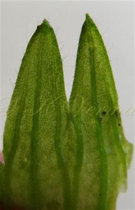  Calyx margin ciliate